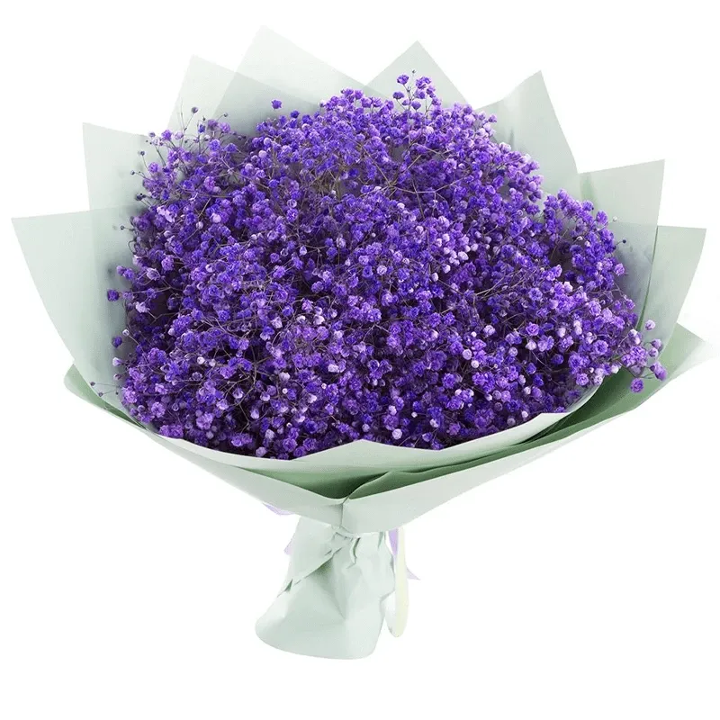 Гипсофилы фиолетовые